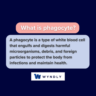 What is phagocyte and definition of phagocyte