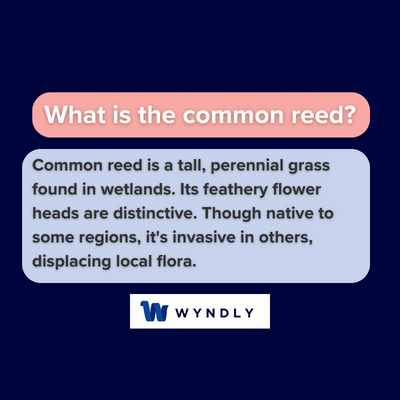 What is the common reed and definition of common reed