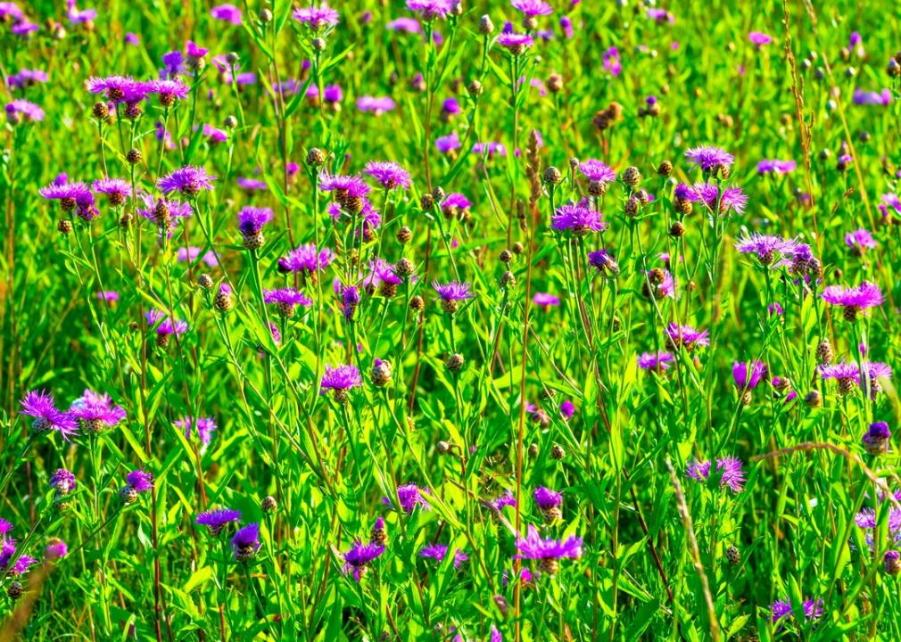 Russian knapweed