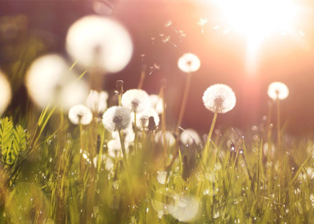 Dandelions