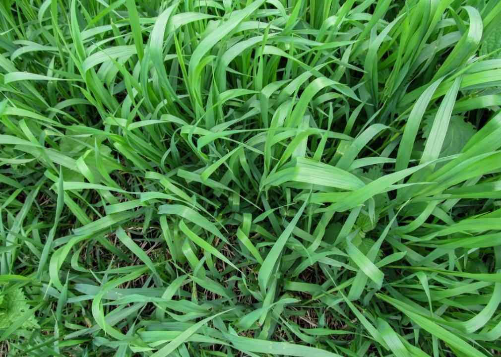 Quackgrass