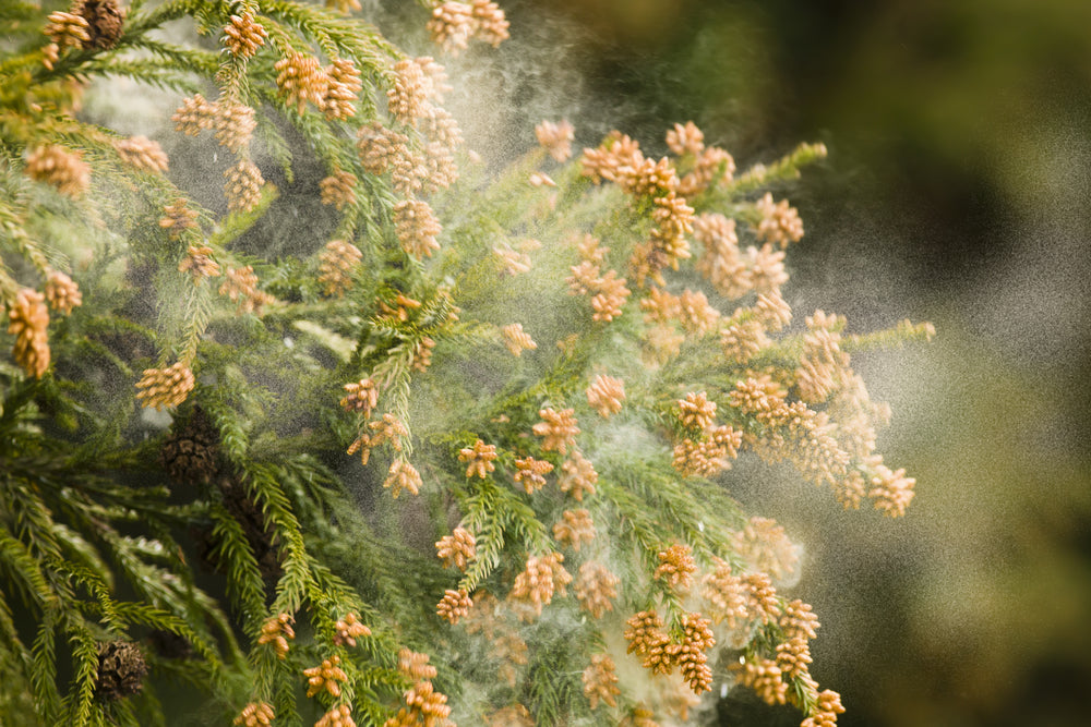 Cedar tree pollen