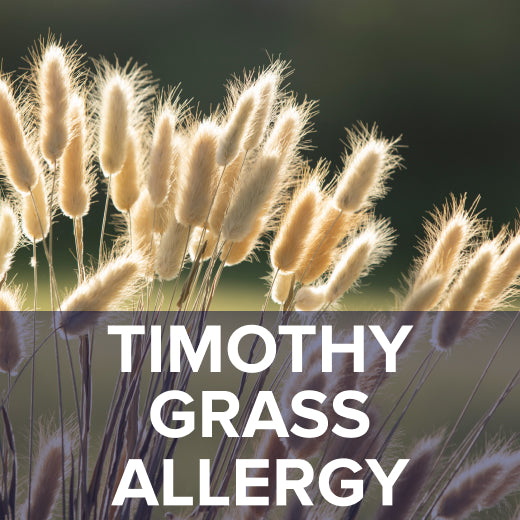 timothy grass