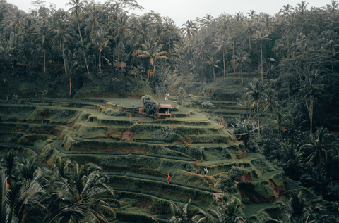 Campuhan Ridge Walk by Radoslav Bali