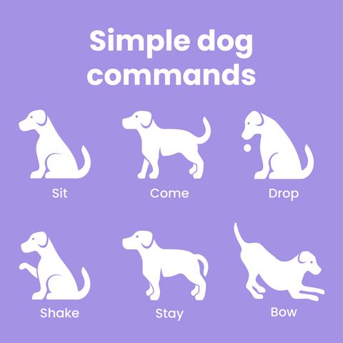 Simple dog deals commands