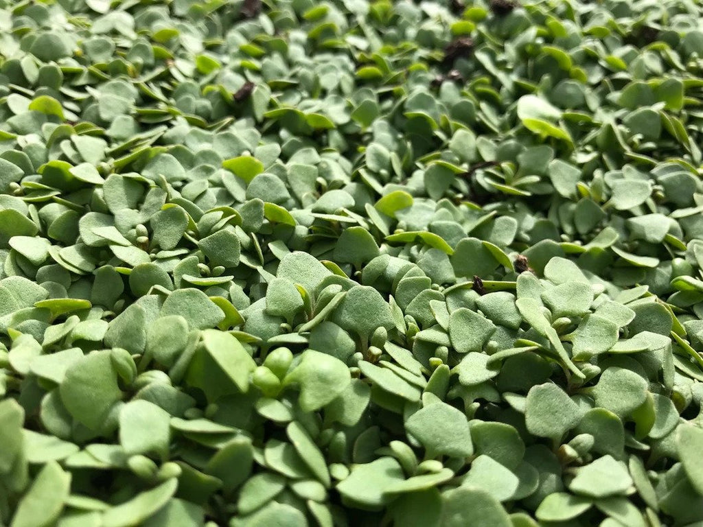 Close up of the the delicious microgreens.. 