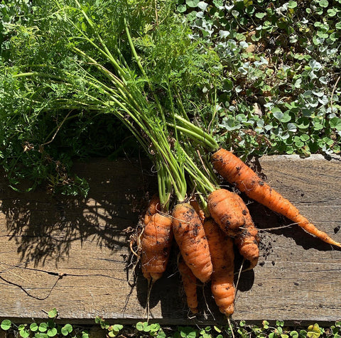 freshly pulled bunch of carrots on timber