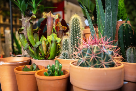 cactus-cacti-terracotta-plant-leuven-deplantrekkers
