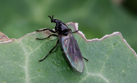 Rouwvliegjes op blad