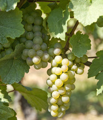 sauvignon blanc grapes