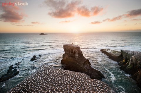 Muriwai Beach Gannet Colony 