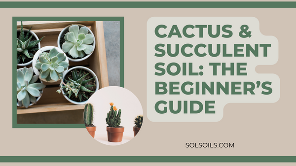 succulent cactus mix