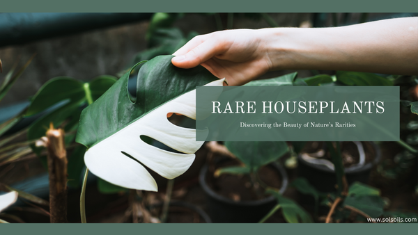 house plants rare
