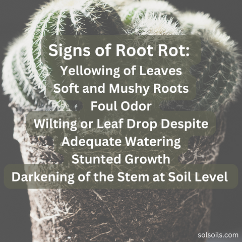 cactus root rot