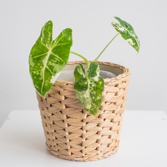 variegated Alocasia Frydek