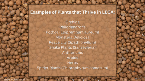 leca for plant