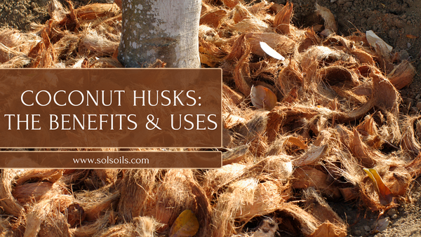 coconut in husk