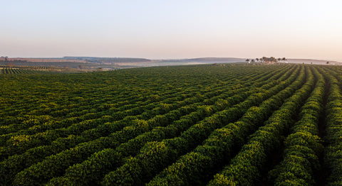 Brazil coffee field