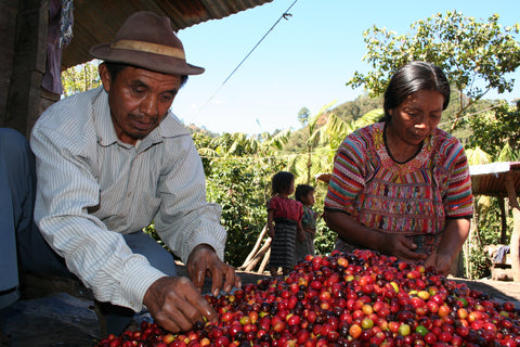 Guatemala coffee growers