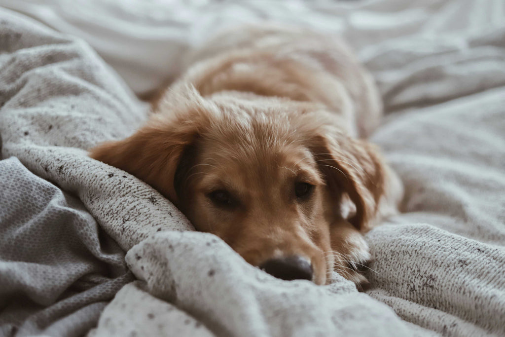 Relaxed golden retriever lounging in a cozy bed with soft gray blankets, exuding comfort and tranquility, perfect for a lazy day indoors - an image capturing the essence of the 2Kings pet-friendly home environment