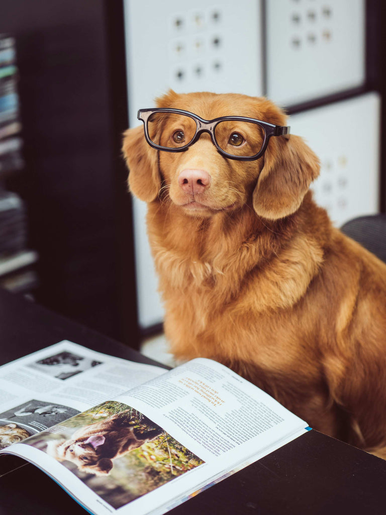 Intelligent golden retriever dog wearing glasses and reading a magazine, symbolizing pet education concepts and referencing 2Kings brand