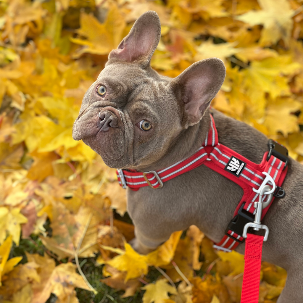 Adorable French Bulldog sporting a 2Kings red dog harness, posing amidst a backdrop of golden autumn leaves.