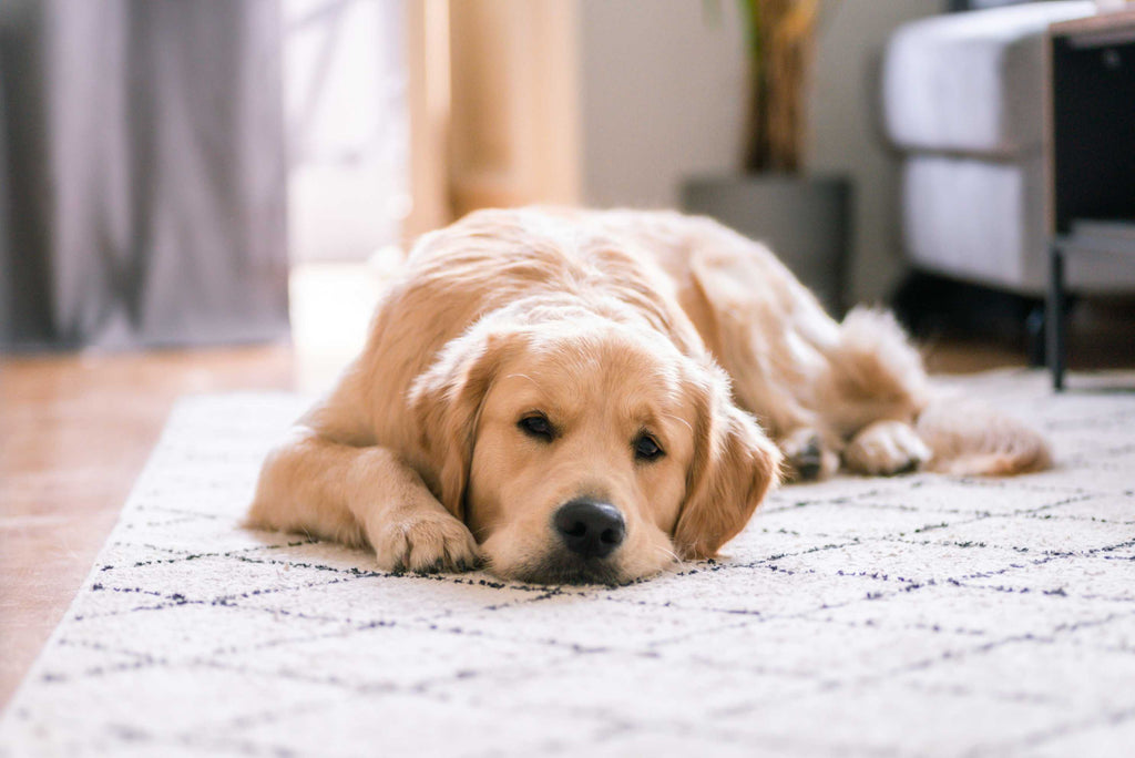 A tranquil Golden Retriever lounging on an elegant area rug in a contemporary home setting, exemplifying the relaxed lifestyle promoted by 2 Kings.