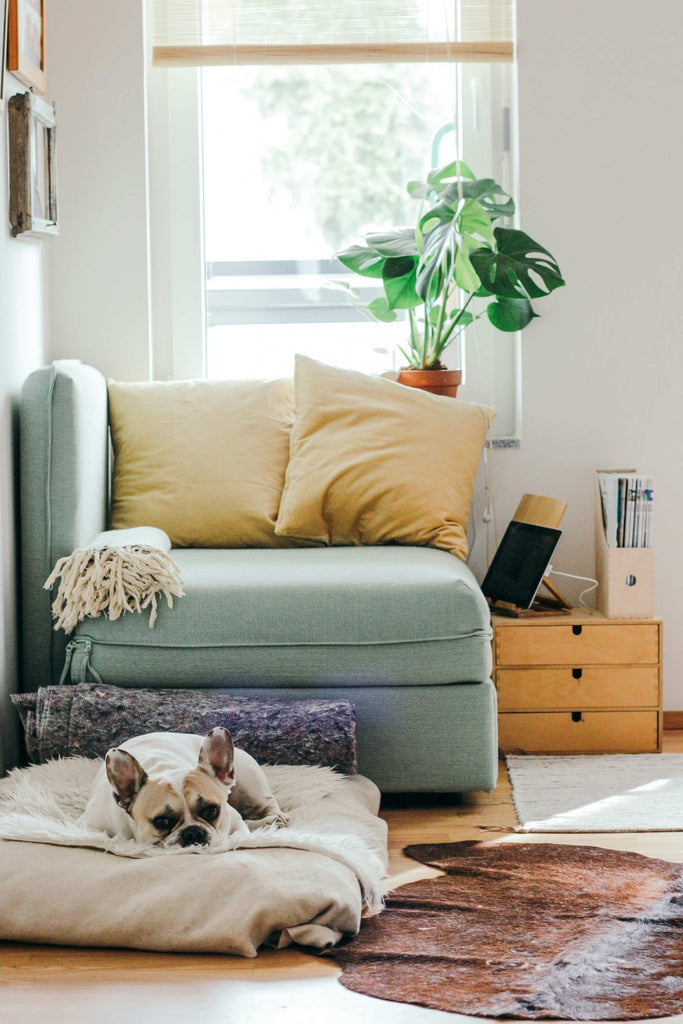 A French Bulldog lying on a fluffy cream-colored rug in a serene living room with modern decor, reflecting 2 Kings' focus on pet-friendly home spaces.