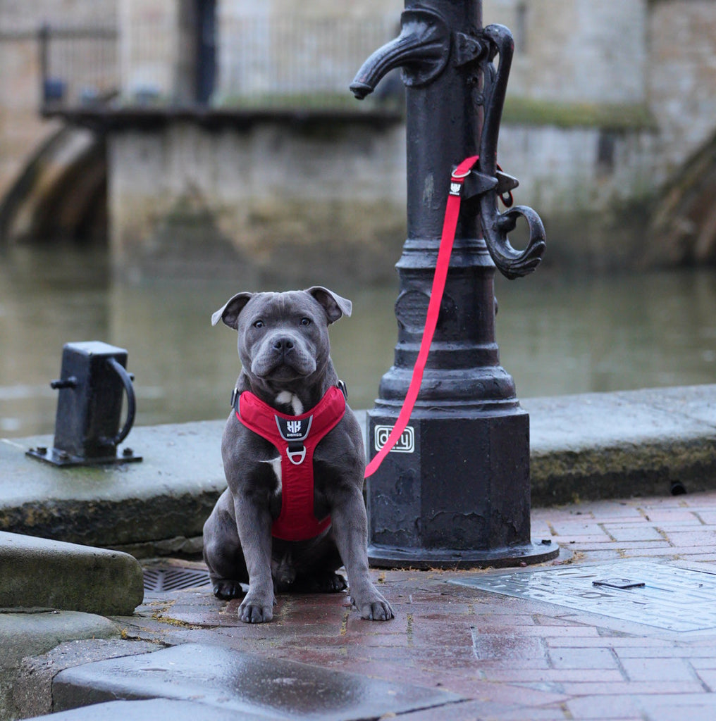 Regal Staffordshire Bull Terrier puppy in a 2Kings comfort dog harness, patiently waiting by a waterway