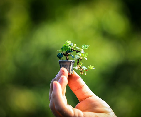 mini bonsai