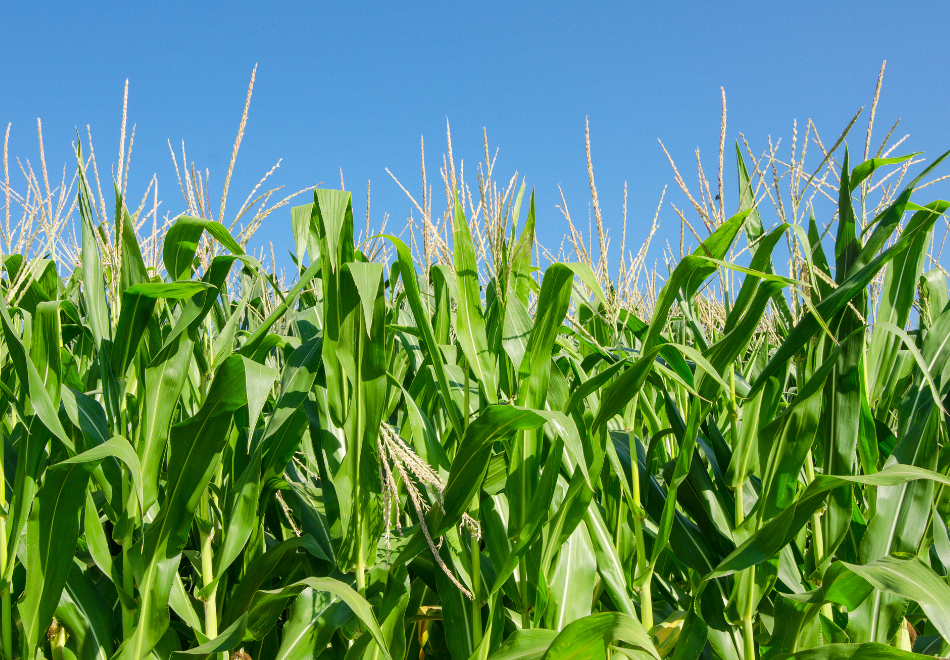 corn field