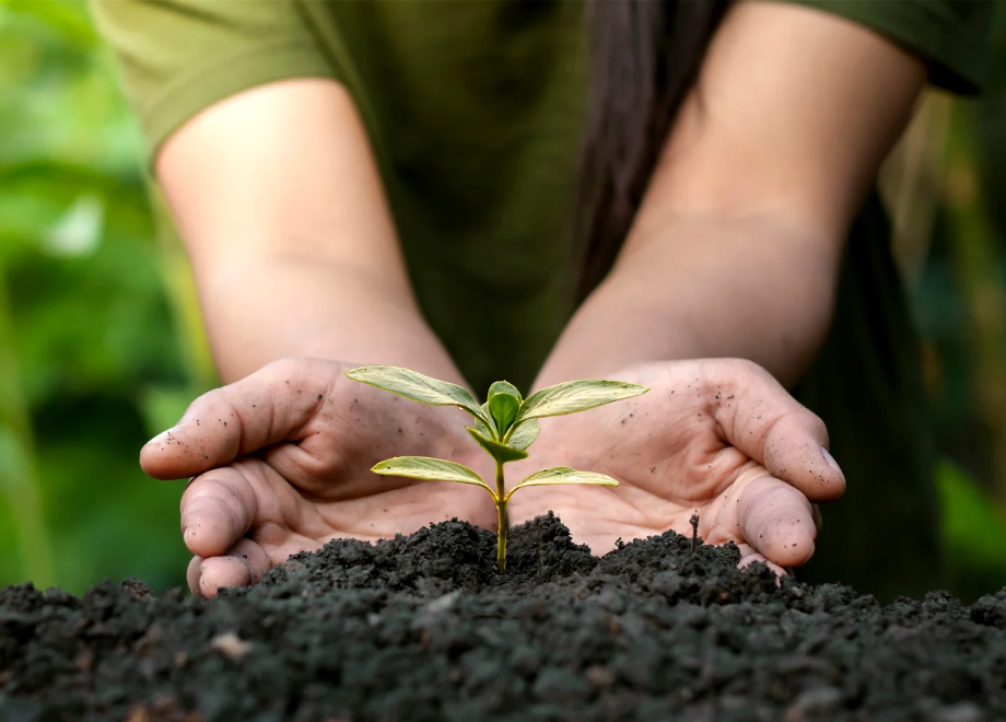 person planting a tree