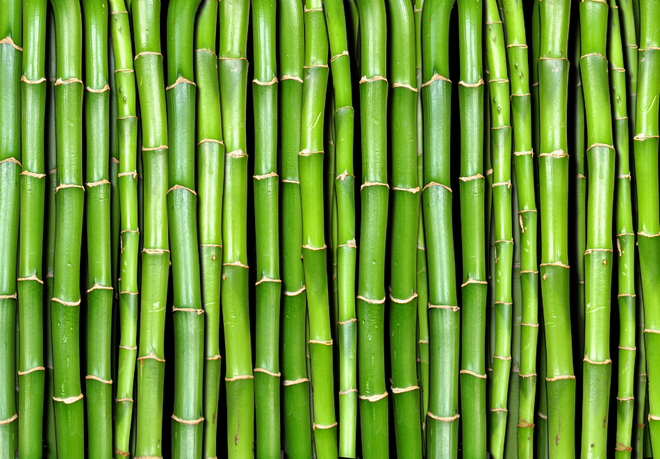 fresh bamboo