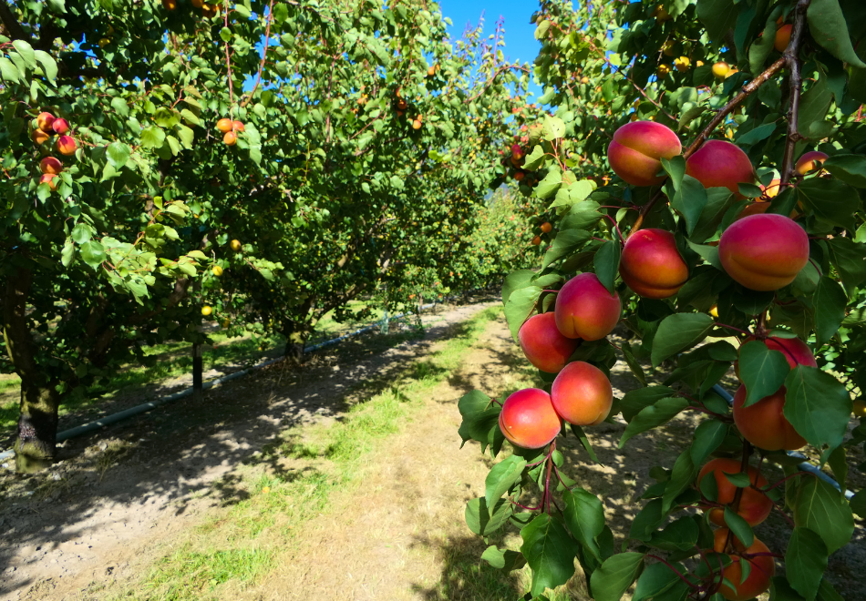 view of a path through an apple orchard