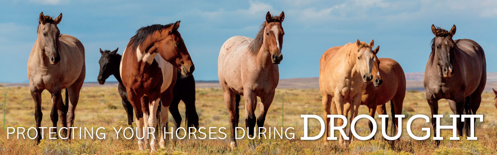 Protecting Your Horse During Drought