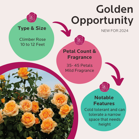 Climbing Golden Celebration rose