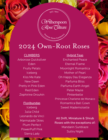 Own Root Rose List