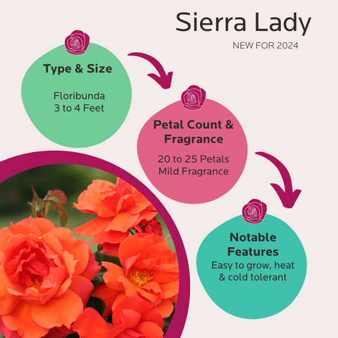 Sierra Lady Rose