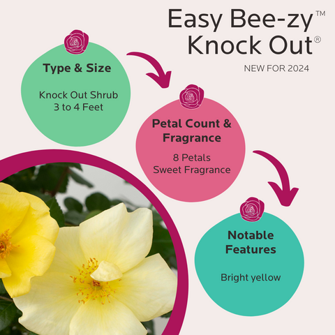 Easy Bee-zy Knock Out