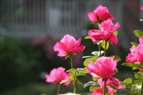 dreamy rose photo