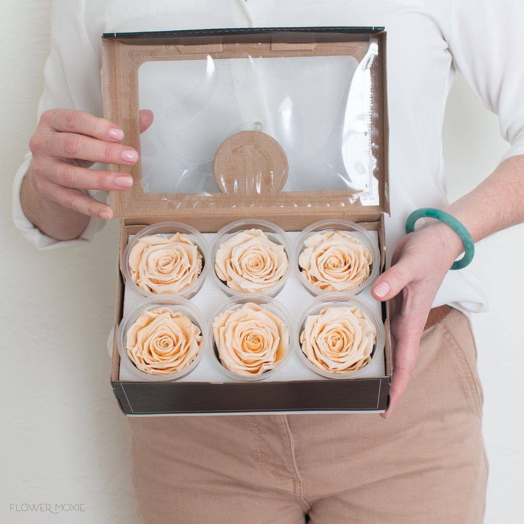 beige preserved roses