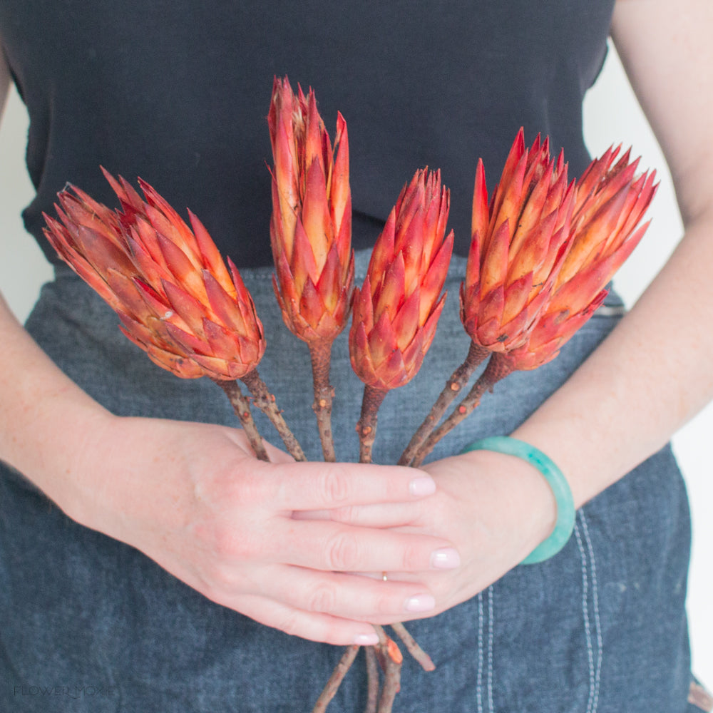 Dried Blue Thistle Flower – Flower Moxie Supply