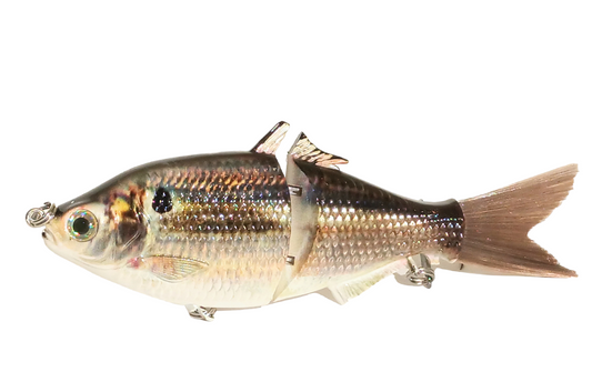  CrushCity Mayor 4 Gizzard Shad CCMYR4GZSD : Sports & Outdoors