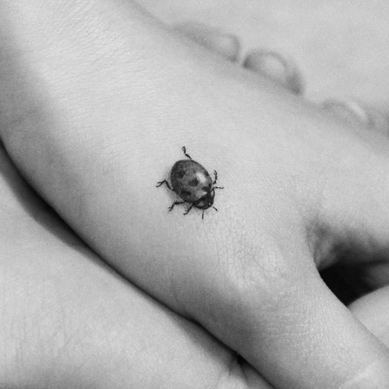 Ladybug tattoo idea from instagram  Subtle tattoos Lady bug tattoo Bug  tattoo