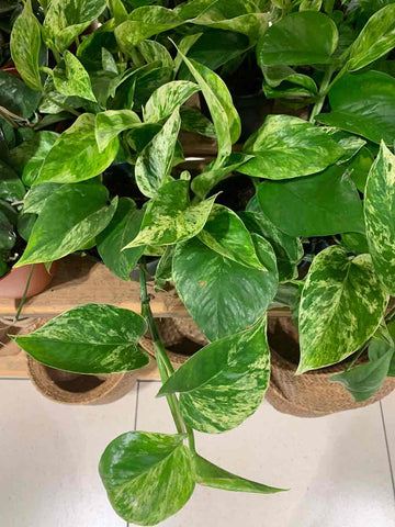 Marble Queen The Plant Workshop Fenwick Newcastle Houseplants and Home Fragrance 