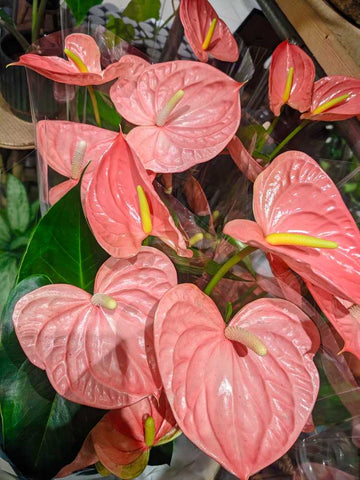 Anthurium Colorado Houseplant in Fenwick Newcastle by The Plant Workshop