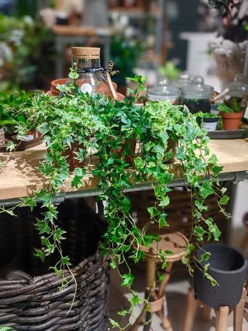 Hedera Ivy in Fenwick Newcastle by The Plant Workshop Houseplants