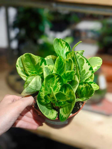 Peperomia Golden Gates Houseplant from Fenwick Newcastle by The Plant Workshop