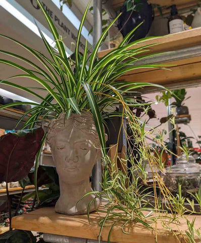 Spider plant at The Plant Workshop Fenwick Newcastle