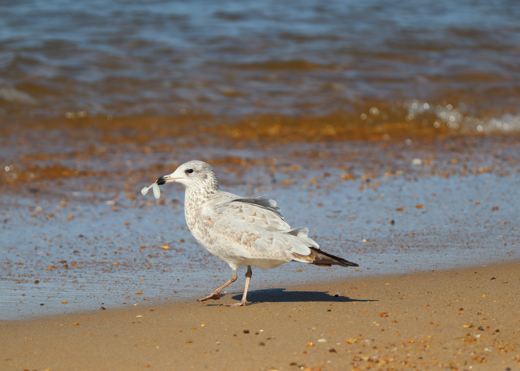 Bird with plastic in its beak 